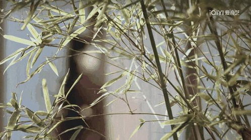 香菜35度左右可以种吗 香菜的种植温度35℃