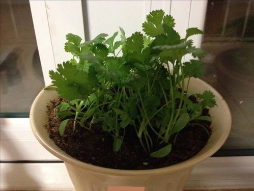 香菜种了二十天还没发芽 香菜没出苗前能浇水吗