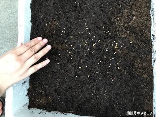 香菜种子催芽用冷水还是热水 香菜种子最快发芽的方法