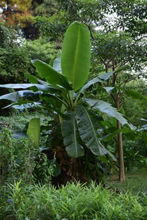 香蕉树和芭蕉树的区别 香蕉树芭蕉树比较图片