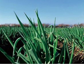 香葱是小葱吗 小葱8月份可以种吗