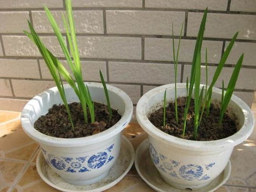 香雪兰的花语和寓意 香雪兰为啥不能养家里