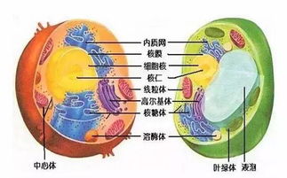 高中细胞膜的三个功能 细胞膜三大功能概括