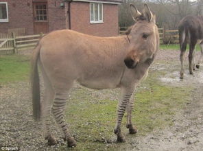 驴是谁生出来的 驴是由什么动物杂交出来的