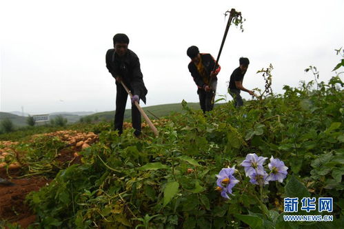 马铃薯是什么时候传入中国的 马铃薯起源于哪个国家