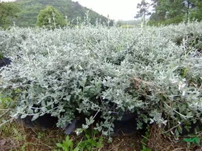 马鞭草一年开几次花 马鞭草第二年还需种吗