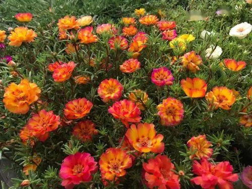 马齿苋和太阳花的区别 太阳花当成马齿苋吃了