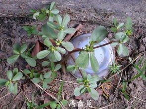 马齿苋俗称叫什么 马齿苋的方言名