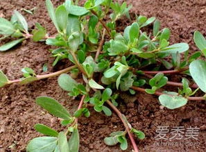马齿苋最佳吃法 马齿苋菜10种家常做法