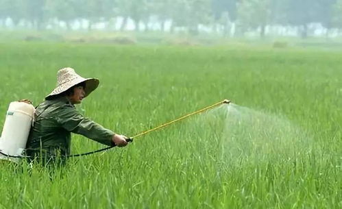 高效氯氰菊酯对人毒性 氯氰菊酯残留期几天