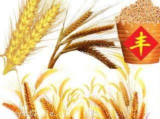 高粱是水稻还是小麦 高粱的俗称是什么