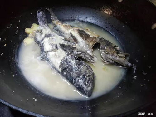 鱼一天不喂等于三天白喂 新买的鱼必须三天后喂食吗