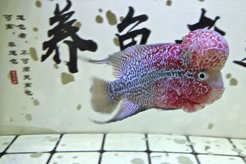 鱼缸的水可以浇花吗 长期用养鱼水浇花好吗