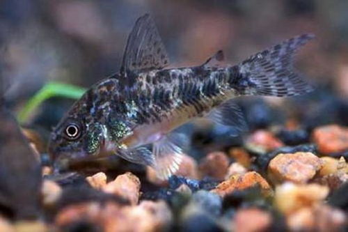 鱼缸里该不该养清道夫 鱼缸里放一条清道夫好吗