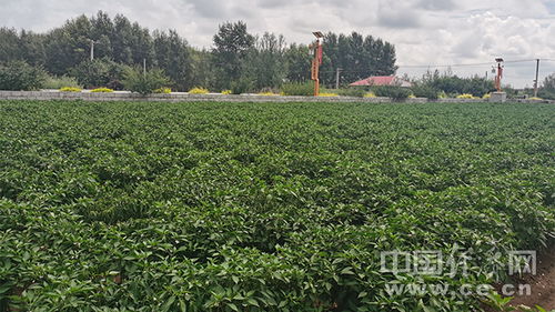 鱼腥草收购多少钱一斤 鱼腥草一亩利润与成本