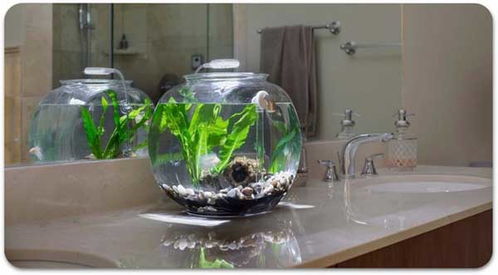 鱼缸有浮萍就不用换水 鱼缸里浮萍