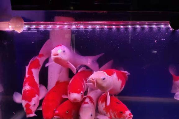 鱼缸放越多蜈蚣草对鱼有没有好处 蜈蚣草是沉底好还是浮着好