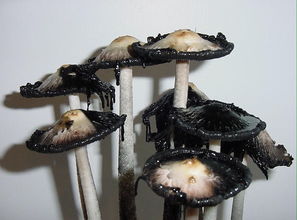 鬼伞蘑菇怎么清除 家里长墨汁鬼伞怎么根除