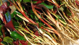 鱼腥草太寒拿什么配 湿气重的人能喝鱼腥草吗