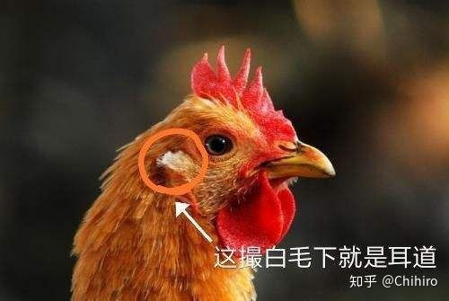 鸡为什么没有耳朵 鸡的耳朵长什么样图片