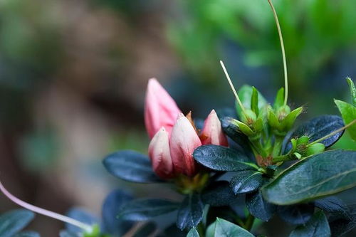 鲜花变成干花的流程 真花做成干花最简单的方法