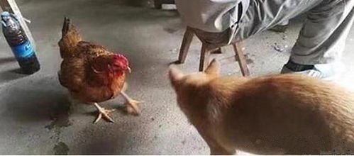 鸡对人有感情吗 鸡认识自己主人吗