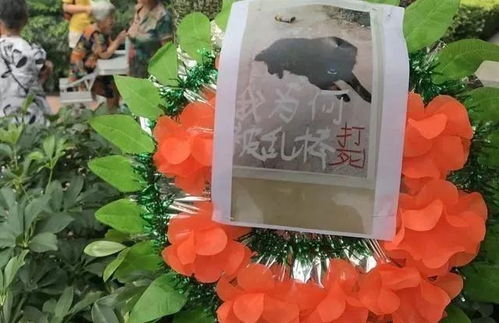 鸡用土霉素还是阿莫西林好 鸡喂了阿莫西林就死了