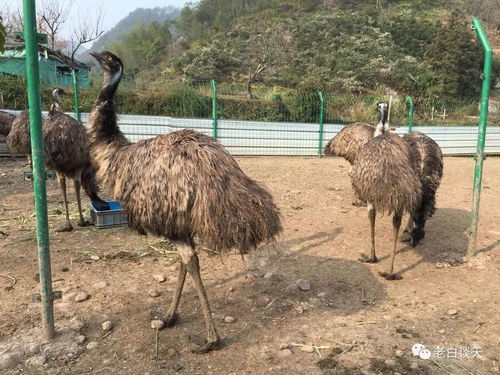 鸵鸟又叫鸸鹋 鸸鹋的医用价值