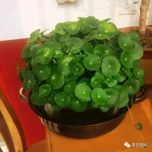 鸡蛋壳发酵的最佳方法 鸡蛋壳埋在土里会腐烂吗