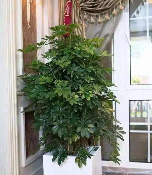 鸭掌木为啥叫招财树 鸭掌木最忌属相