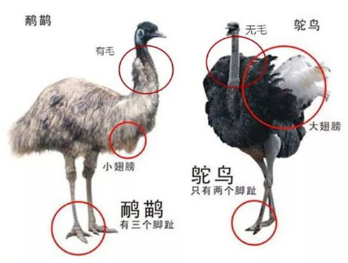 鸸鹋肉为什么不好卖 养鸸鹋是不是骗局