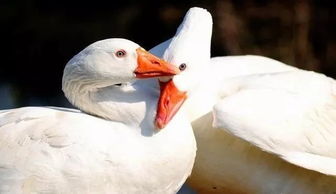 鹅下蛋前的征兆 鹅初次下蛋前的十个征兆