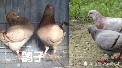 鸽子拉的一半白一半绿 鸽子拉白绿稀便是什么病