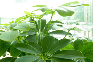 鹅掌柴的寓意是什么 鹅掌柴为什么又叫发财树