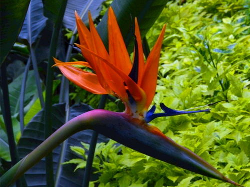 鹤望兰浇水的正确方法 鹤望兰多久浇水一次