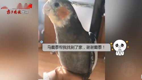 鹦鹉飞走了会想念主人吗 鹦鹉飞走了几天会死