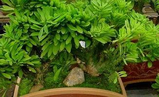 麒麟掌放在哪里好风水 什么人不能养麒麟掌