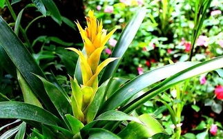 鸿运当头侧芽几年开花 鸿运当头9月份分株容易活吗