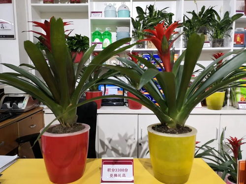 鸿运当头摆放风水禁忌 一进门看见鸿运当头好吗