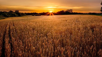 麦子夏天熟还是秋天熟 麦子在什么季节成熟