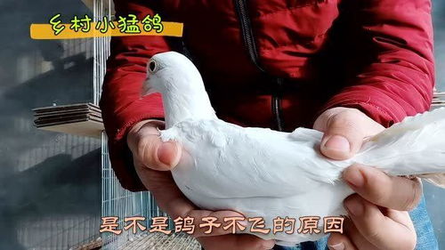 鸽子水便土霉素吃三天 鸽子吃了土霉素死掉了