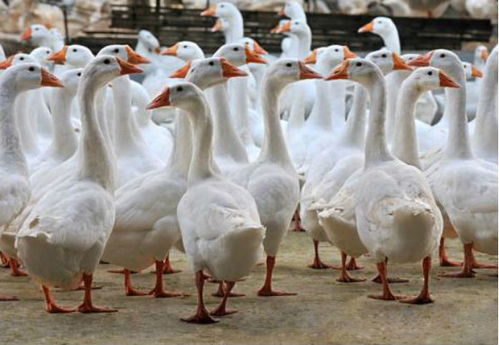 鹅为什么不能养两只 养鹅有什么好处和坏处