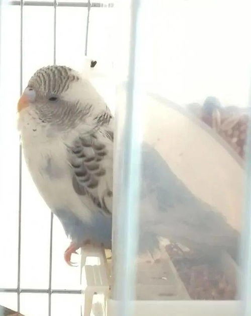 鹦鹉站不起来瘫软无力闭着眼 鹦鹉突然无力趴着很虚弱是什么原因