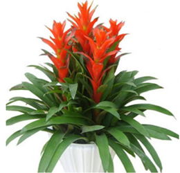 鸿运当头几天浇一次水最好 鸿运当头十大禁忌