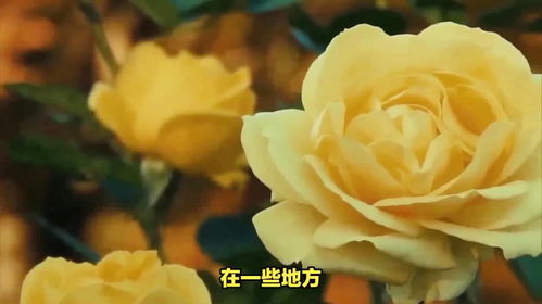 黄玫瑰送女朋友代表什么 男生送黄玫瑰算表白吗