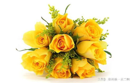 黄玫瑰的寓意跟象征花语 男朋友送黄玫瑰代表什么意思