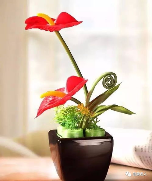黄桷兰的花语 家里为什么不能种黄桷兰