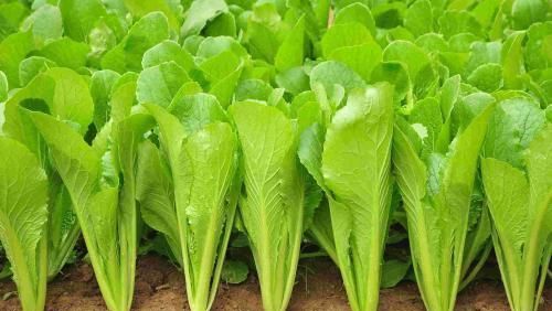 黄瓜是水果还是蔬菜 答案 黄瓜算不算水果类