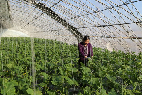 黄瓜种子一般几天发芽 地黄瓜种植方法和时间