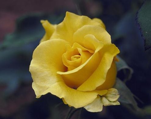 黄玫瑰的花语代表什么 一朵黄玫瑰代表什么